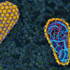 HIV's outer shell, called the capsid (yellow and purple) envelopes the viral RNA genome (blue).