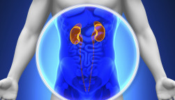 kidneys