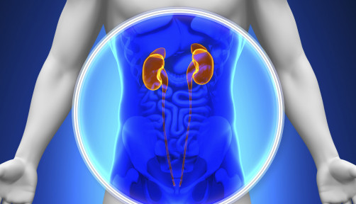 kidneys