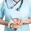 Male reproductive system