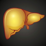 illustration of liver