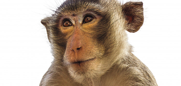 Macaque monkey