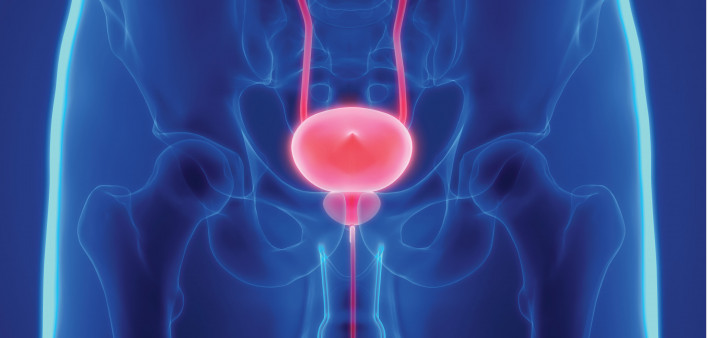 prostate bladder illustration