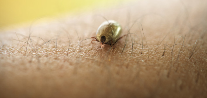 Tick crawling on human skin