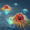 Cancer cells and lymphocytes
