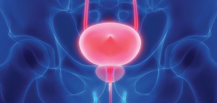 prostate bladder illustration