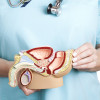 Male reproductive system
