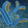 Antibodies