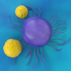 T cells attack a cancer cell
