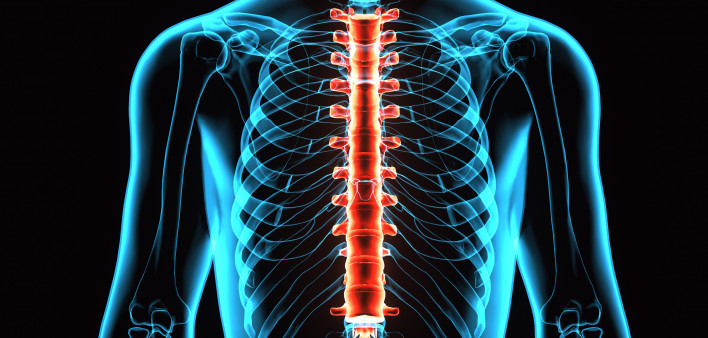 3D Illustration of Spinal cord (Thoracic Vertebrae) a Part of Human Skeleton Anatomy