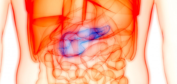 Human Internal organ Pancreas Anatomy