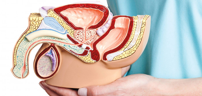 woman holding model male reproductive system