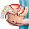 woman holding model male reproductive system