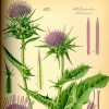 Illustration of Silybum marianum
