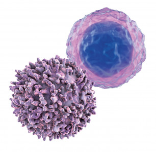 Lymphocytes