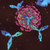 Antibodies attacking SARS-CoV-2, the coronavirus that causes COVID-19