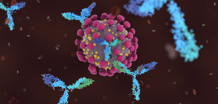 Antibodies attacking SARS-CoV-2, the coronavirus that causes COVID-19