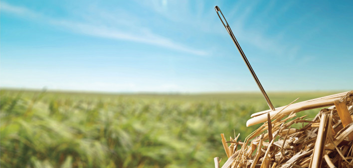 needle in a haystack