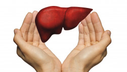 hands and liver illustration