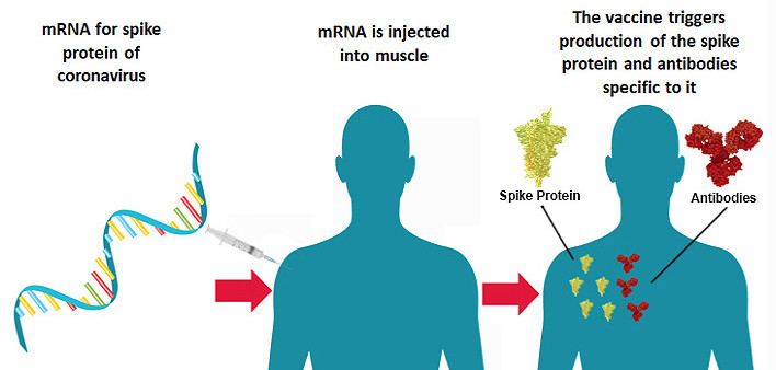 mRNA COVID-19 coronavirus vaccine