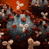 Antibodies attacking SARS-CoV-2, the coronavirus that causes COVID-19