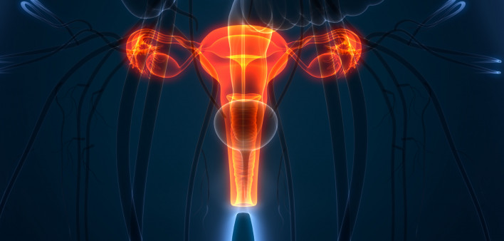 3D Illustration of Female Reproductive System Anatomy