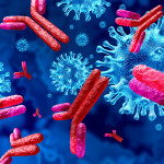 Antibodies attacking SARS-CoV-2, the coronavirus that causes COVID-19