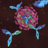 Antibodies attacking SARS-CoV-2, the coronavirus that causes COVID-19