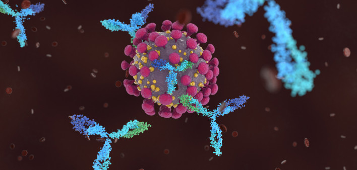 Antibodies attacking SARS-CoV-2, the coronavirus that causes COVID-19