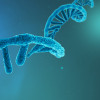 RNA strand