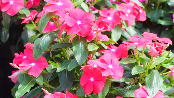vinca rosa