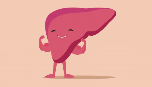 illustration of liver flexing muscles
