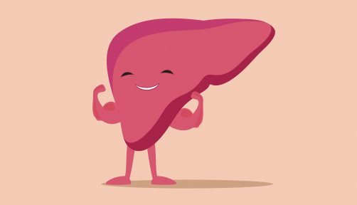 illustration of liver flexing muscles
