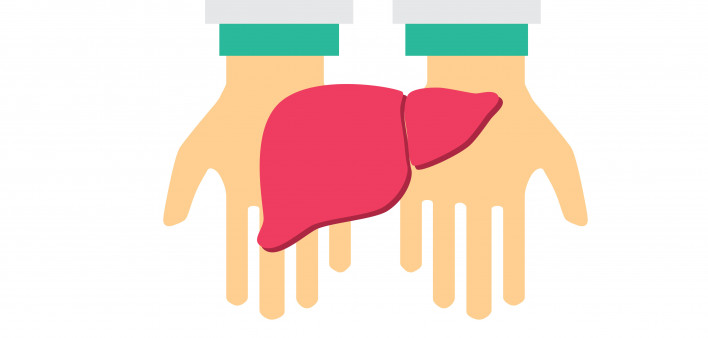 hand holding liver illustration
