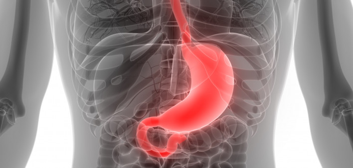 esophagus, throat, stomach, gastric, digestive tract