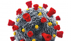 coronavirus