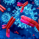 Antibodies attacking SARS-CoV-2, the coronavirus that causes COVID-19