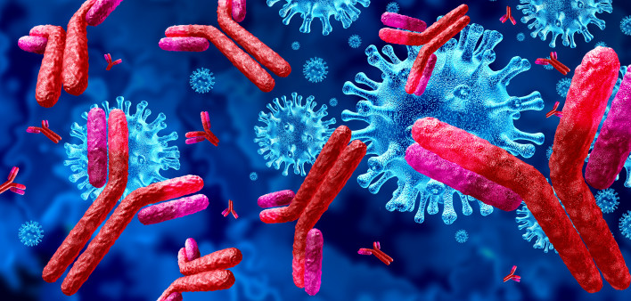 Antibodies attacking SARS-CoV-2, the coronavirus that causes COVID-19