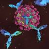 Antibodies attacking SARS-CoV-2, the coronavirus that causes COVID-19