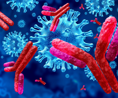 Antibodies attacking SARS-CoV-2, the coronavirus that causes COVID-19
