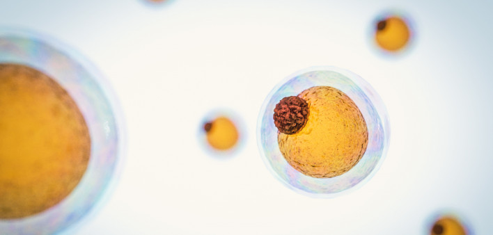 Field of fat cells, High quality 3d render of fat cells, cholesterol in a cells