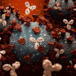 Antibodies attacking SARS-CoV-2, the coronavirus that causes COVID-19