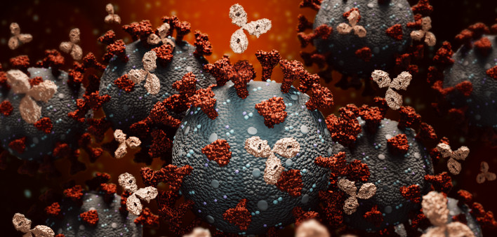 Antibodies attacking SARS-CoV-2, the coronavirus that causes COVID-19