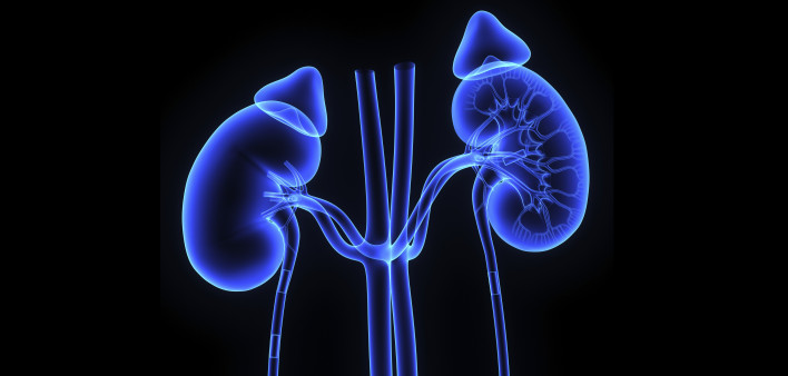 kidneys