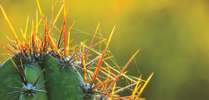 cactus with sharp needles