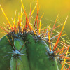 cactus with sharp needles