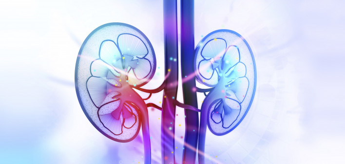 kidneys