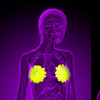 3D rendering of the breast