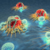 Cancer cells and lymphocytes