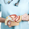 Male reproductive system